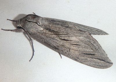 7802 - Sphinx chersis; Great Ash Sphinx