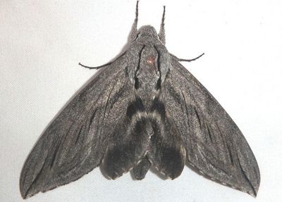 7802 - Sphinx chersis; Great Ash Sphinx
