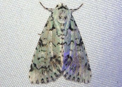 9283 - Chloronycta tybo; Owlet Moth species