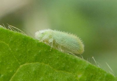 Plant-parasitic Bugs