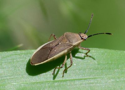 Catorhintha selector; Leaf-footed Bug species