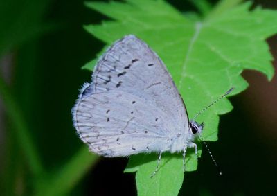 Celastrina echo cinerea; Southwestern Azure
