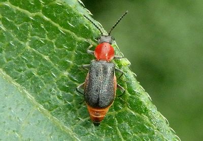 Collops Soft-winged Flower Beetle species