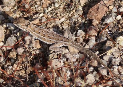 Common Side-blotched Lizard; female