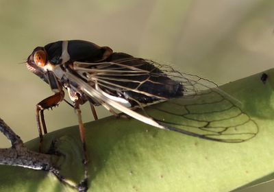 Diceroprocta apache; Citrus Cicada