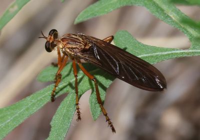Diogmites sallei; Dark-winged Hanging Thief