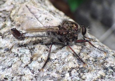 Efferia Robber Fly species; male