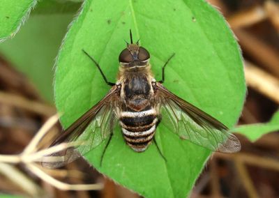 Bee Flies