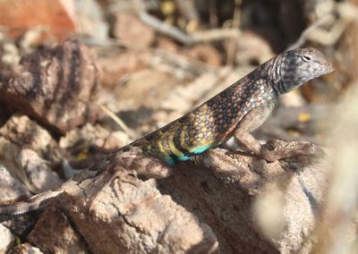 Greater Earless Lizard