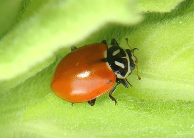 Hippodamia convergens; Convergent Lady Beetle
