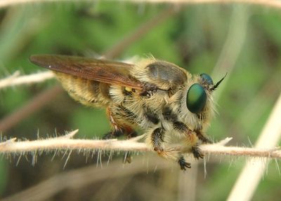 Megaphorus Robber Fly species