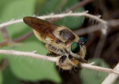 Megaphorus Robber Fly species