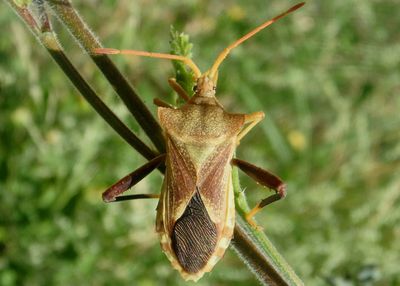 Mozena arizonensis; Leaf-footed Bug species