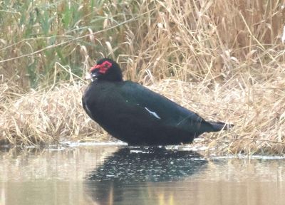 Muscovy Duck; domestic type