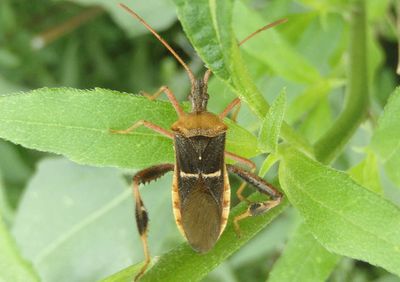 Narnia snowi; Leaf-footed Bug species