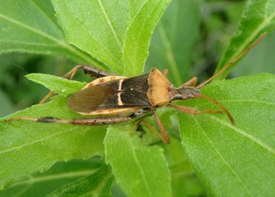 Narnia snowi; Leaf-footed Bug species