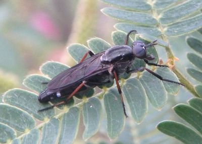 Mydas and Stiletto Flies