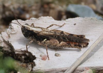 Horesidotes cinereus; Ash-gray Range Grasshopper; female
