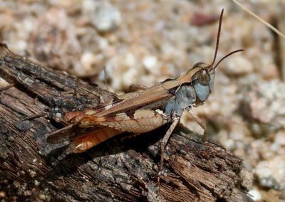 Slant-faced and Toothpick Grasshoppers