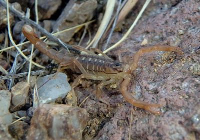 Vaejovis spinigerus; Arizona Stripedtail Scorpion