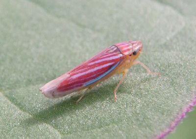 Cicadellinae