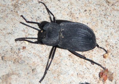 Embaphion contusum; Darkling Beetle species