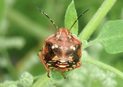 Thyanta Stink Bug species nymph
