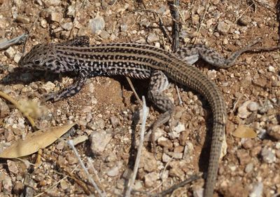 Tiger Whiptail
