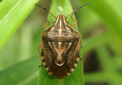 Trichopepla semivittata; Stink Bug species