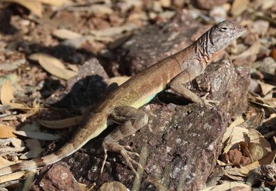 Zebra-tailed Lizard