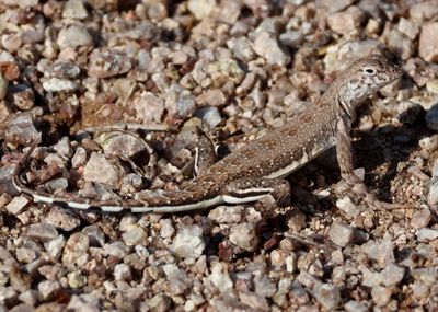 Zebra-tailed Lizard