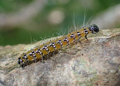 4992 - Uresiphita reversalis; Genista Broom Moth caterpillar