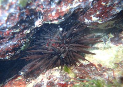 Atlantic Rock-boring Urchin
