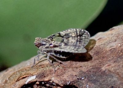 Cixiid Planthoppers