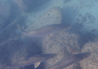Common Snook