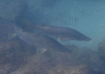 Common Snook