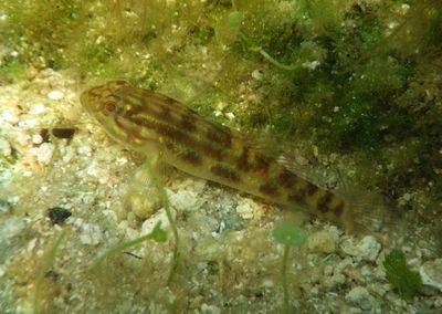 Crested Goby