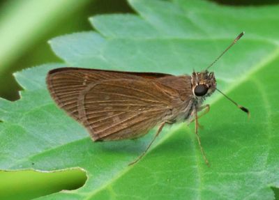 Cymaenes tripunctus; Three-Spotted Skipper
