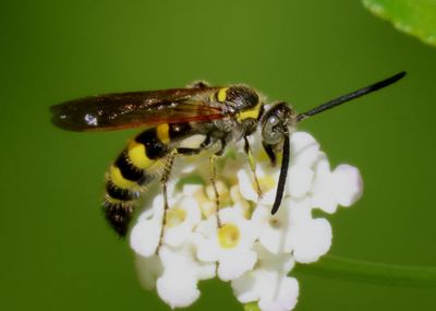 Scoliid Wasps