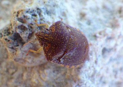 Diolcus irroratus; Shield-backed Bug species
