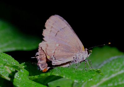 Electrostrymon angelia; Fulvous Hairstreak