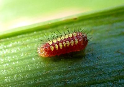 Eumaeus atala; Atala caterpillar; early instar