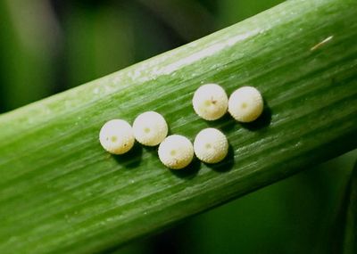Eumaeus atala; Atala eggs