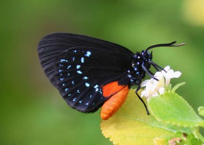 Eumaeus atala; Atala