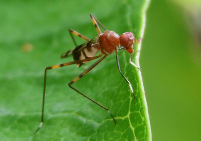 Hoplocheiloma totliana; Stilt-legged Fly species