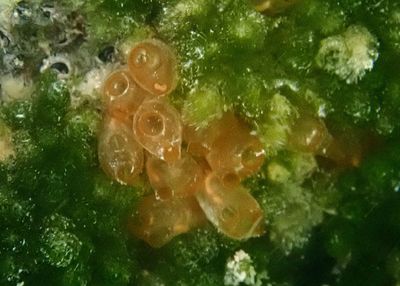 Mangrove Tunicate
