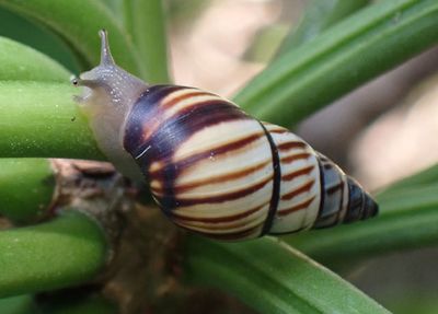 Mesembrinus multilineatus; Lined Treesnail