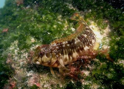 Molly Miller Blenny