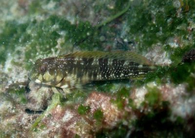 Molly Miller Blenny