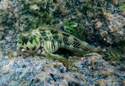 Molly Miller Blenny